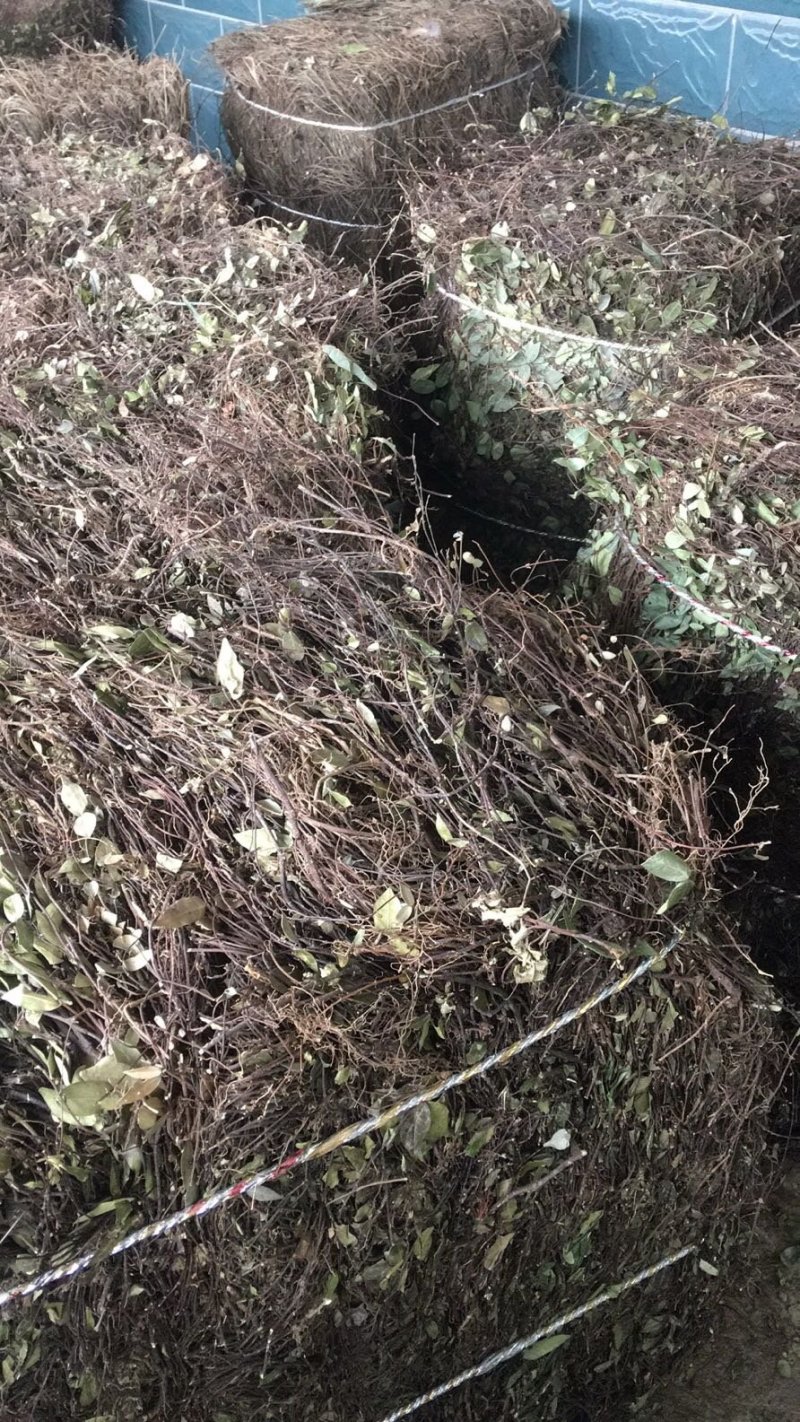 络石藤