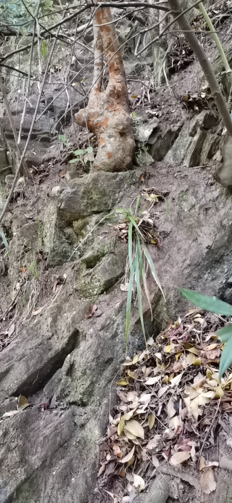 榔榆树桩（花皮榆）