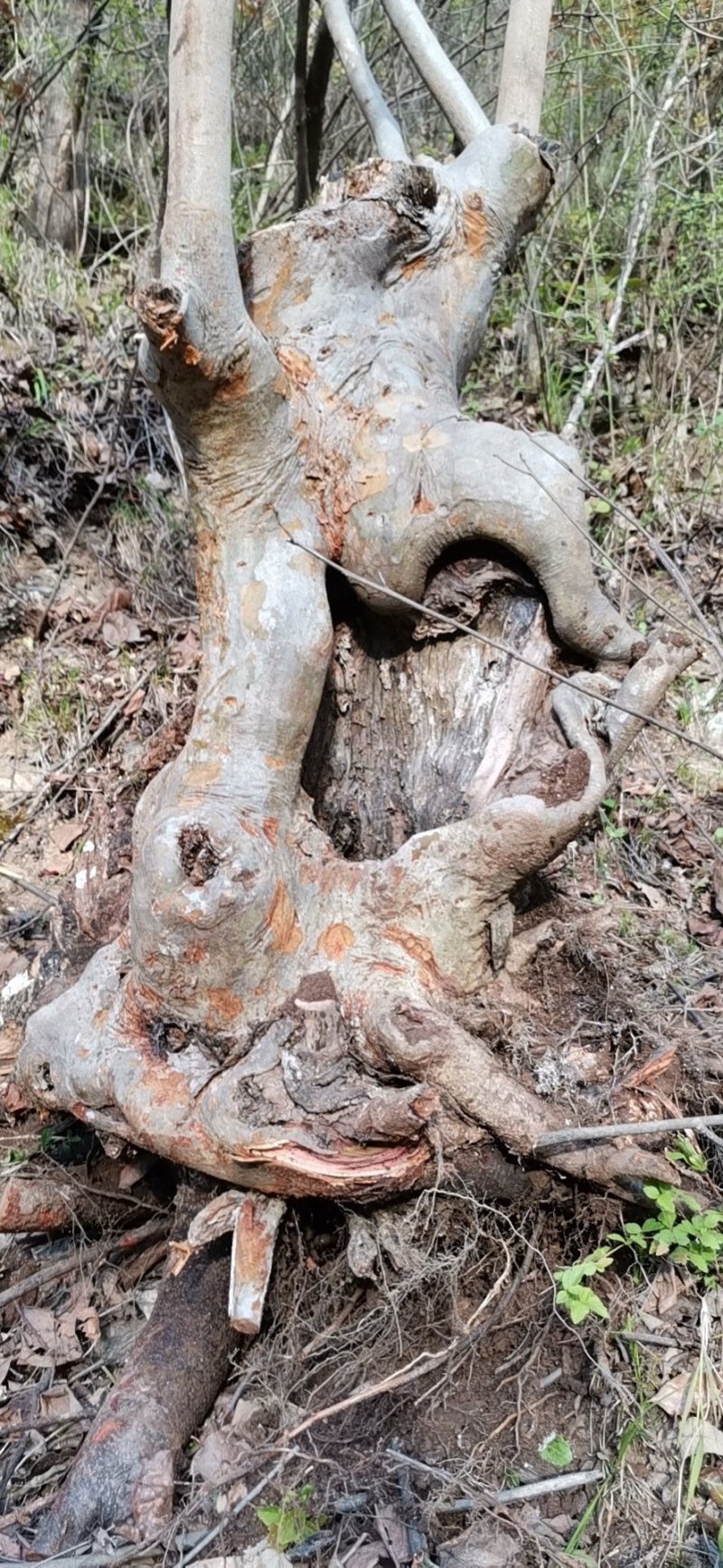 榔榆树桩（花皮榆）