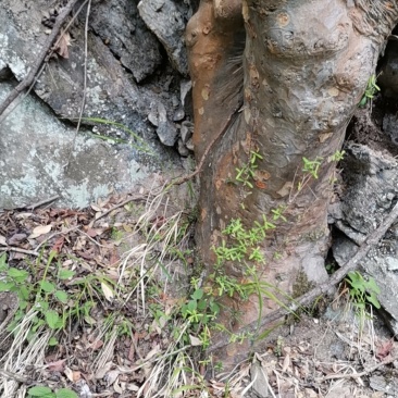 榔榆树桩（花皮榆）
