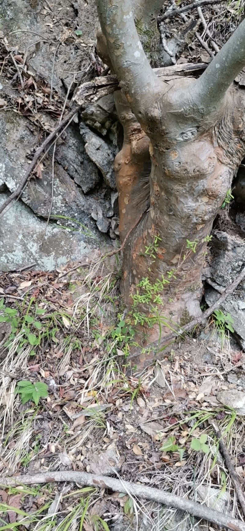 榔榆树桩（花皮榆）