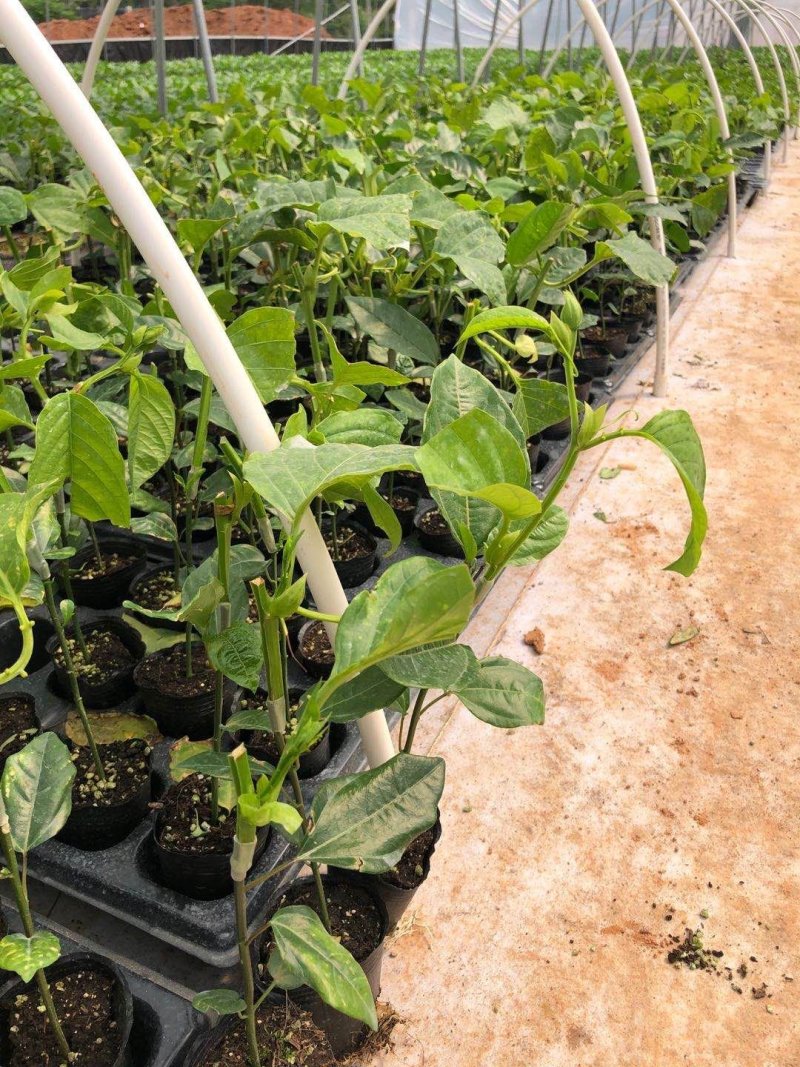 百香果嫁接树苗木瓜百香果苗香蜜百香果可盆栽地栽