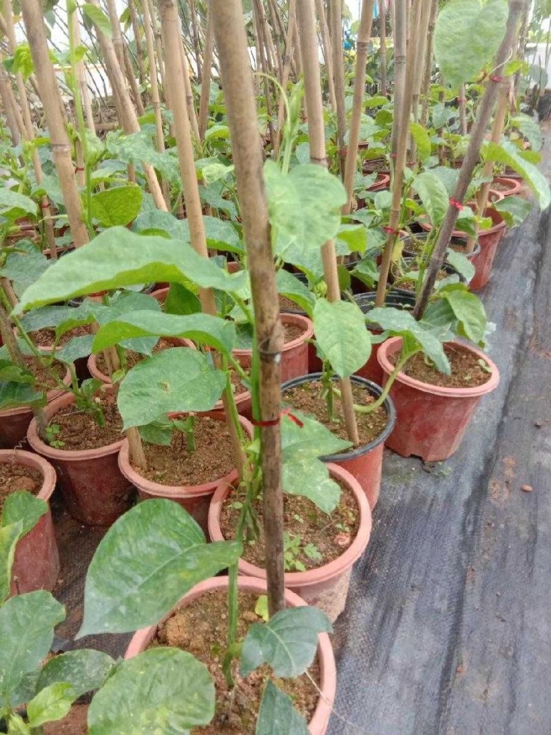 百香果嫁接树苗木瓜百香果苗香蜜百香果可盆栽地栽