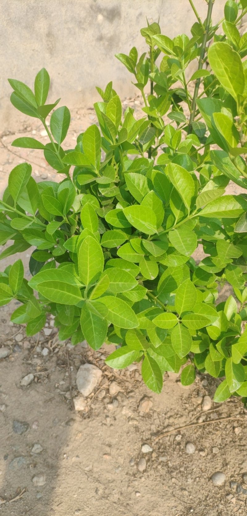 卫矛，基地货源，质量好，价格优，虽时可现场看货，支持视频