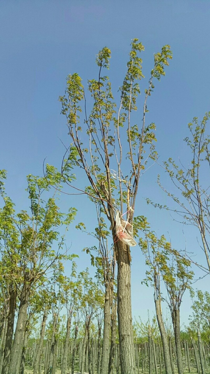 大量出售嫁接香花槐1-2头