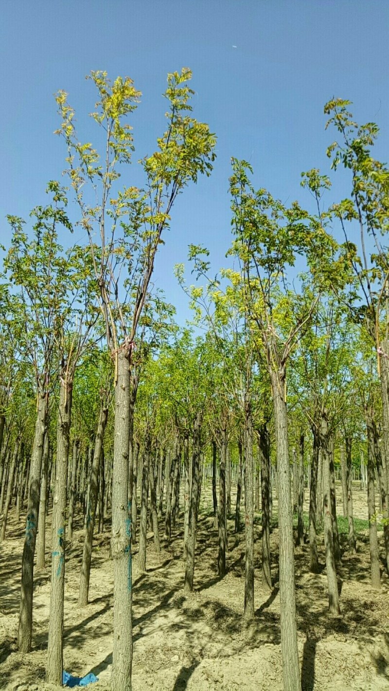 大量出售嫁接香花槐1-2头