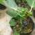 新品种波姬红无花果苗嫁当年结果适合盆栽庭院种植包邮