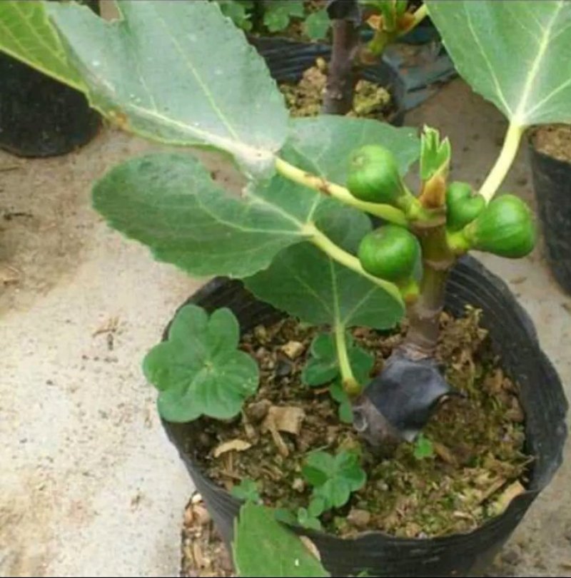 新品种波姬红无花果苗嫁当年结果适合盆栽庭院种植包邮