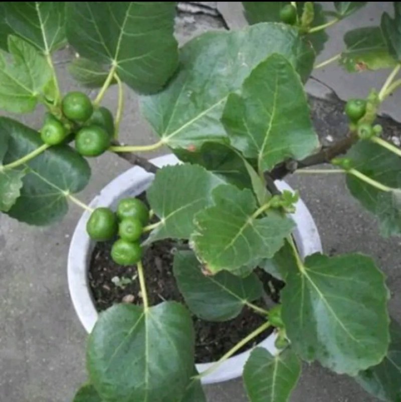 新品种波姬红无花果苗嫁当年结果适合盆栽庭院种植包邮