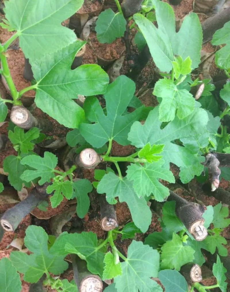 新品种波姬红无花果苗嫁当年结果适合盆栽庭院种植包邮