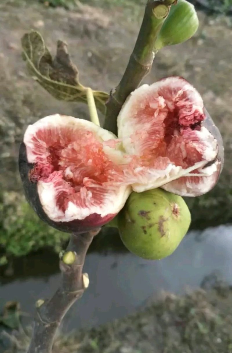 新品种波姬红无花果苗嫁当年结果适合盆栽庭院种植包邮