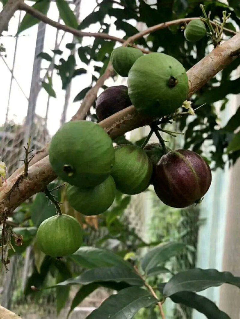 新品种波姬红无花果苗嫁当年结果适合盆栽庭院种植包邮