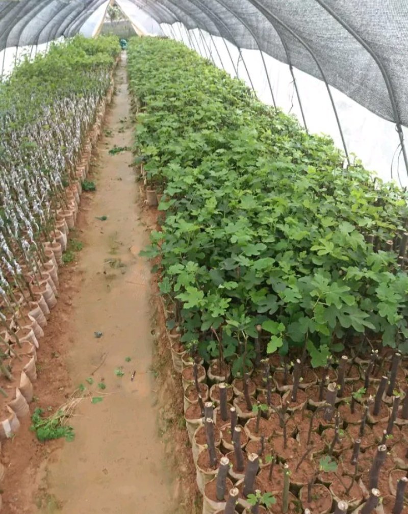 新品种波姬红无花果苗嫁当年结果适合盆栽庭院种植包邮