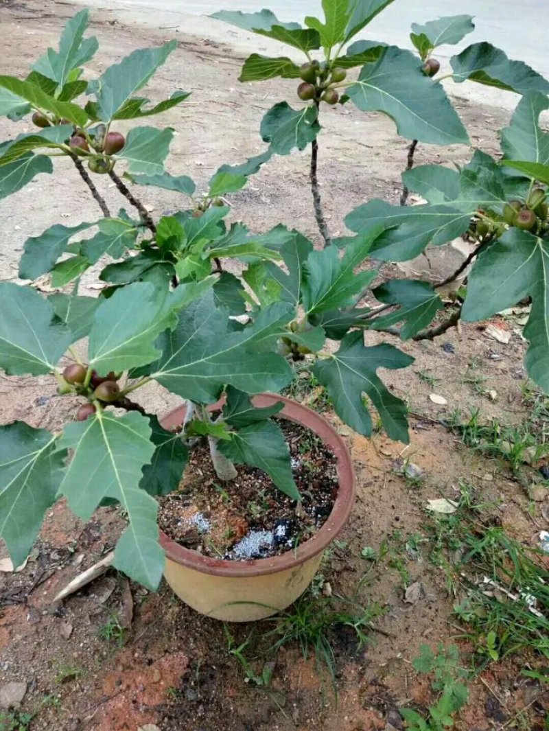 新品种波姬红无花果苗嫁当年结果适合盆栽庭院种植包邮