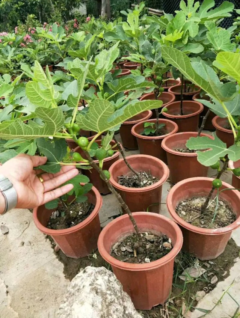 新品种波姬红无花果苗嫁当年结果适合盆栽庭院种植包邮
