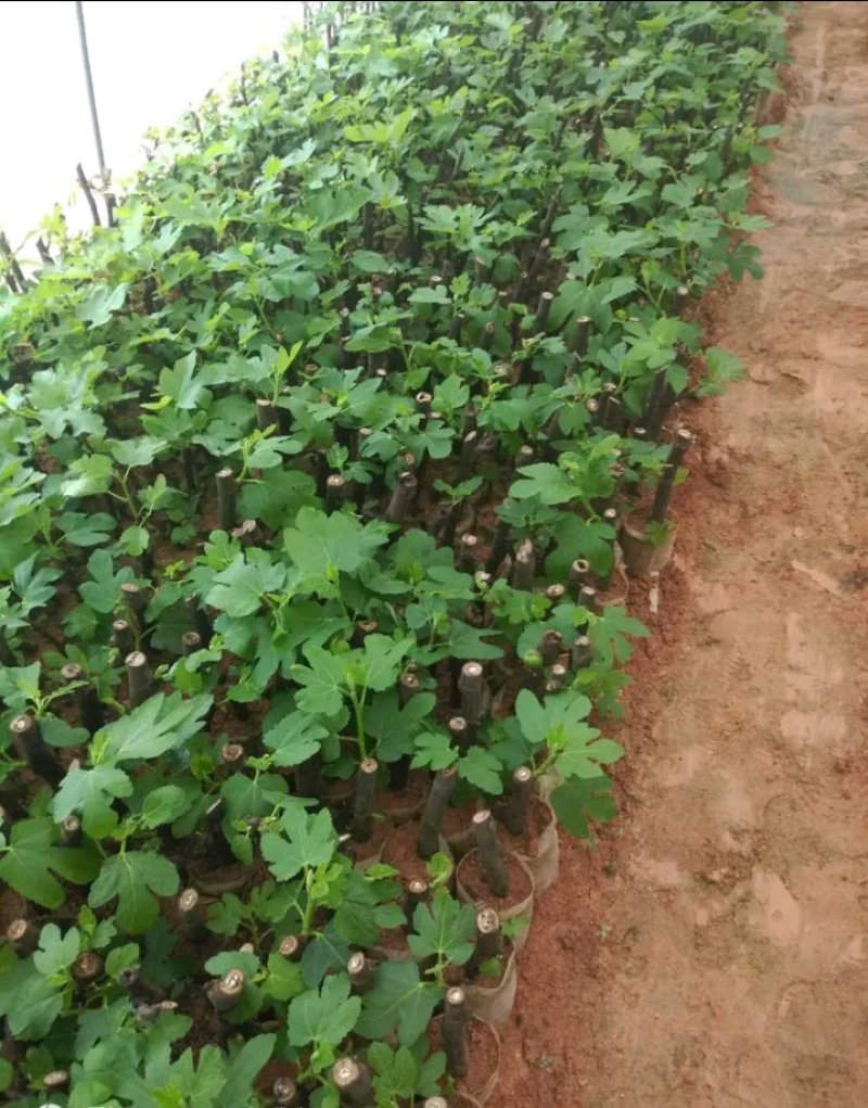 新品种波姬红无花果苗嫁当年结果适合盆栽庭院种植包邮