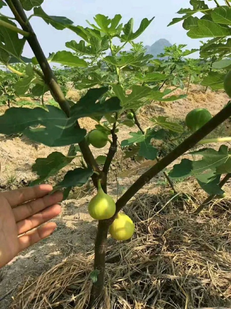 新品种波姬红无花果苗嫁当年结果适合盆栽庭院种植包邮