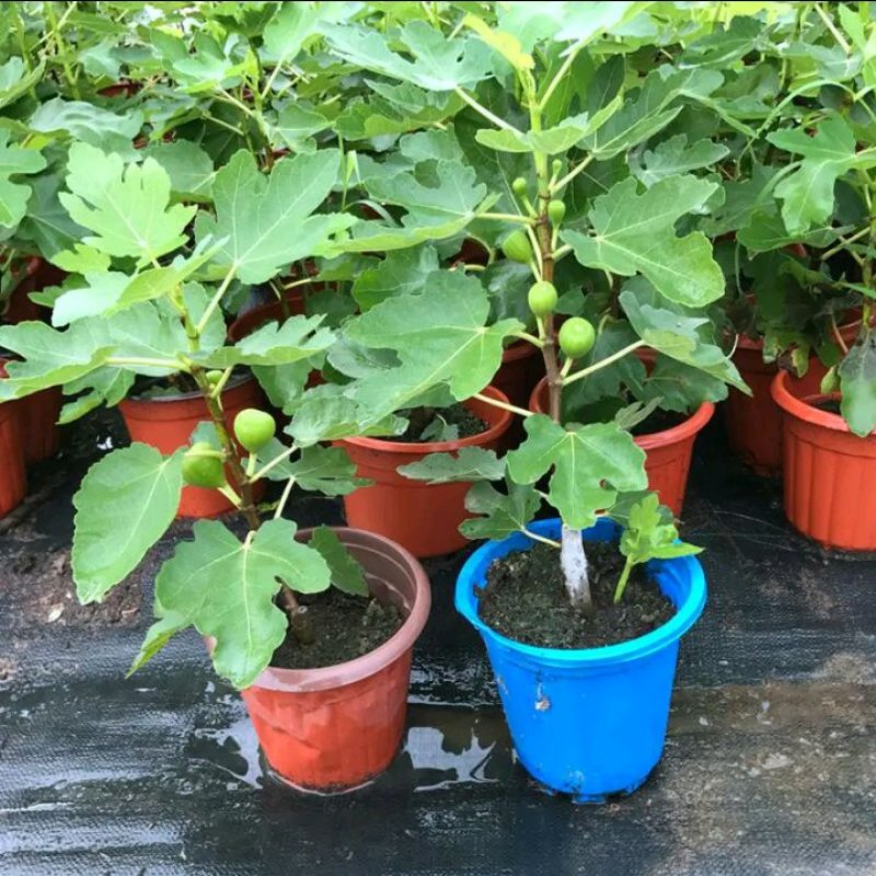 新品种波姬红无花果苗嫁当年结果适合盆栽庭院种植包邮