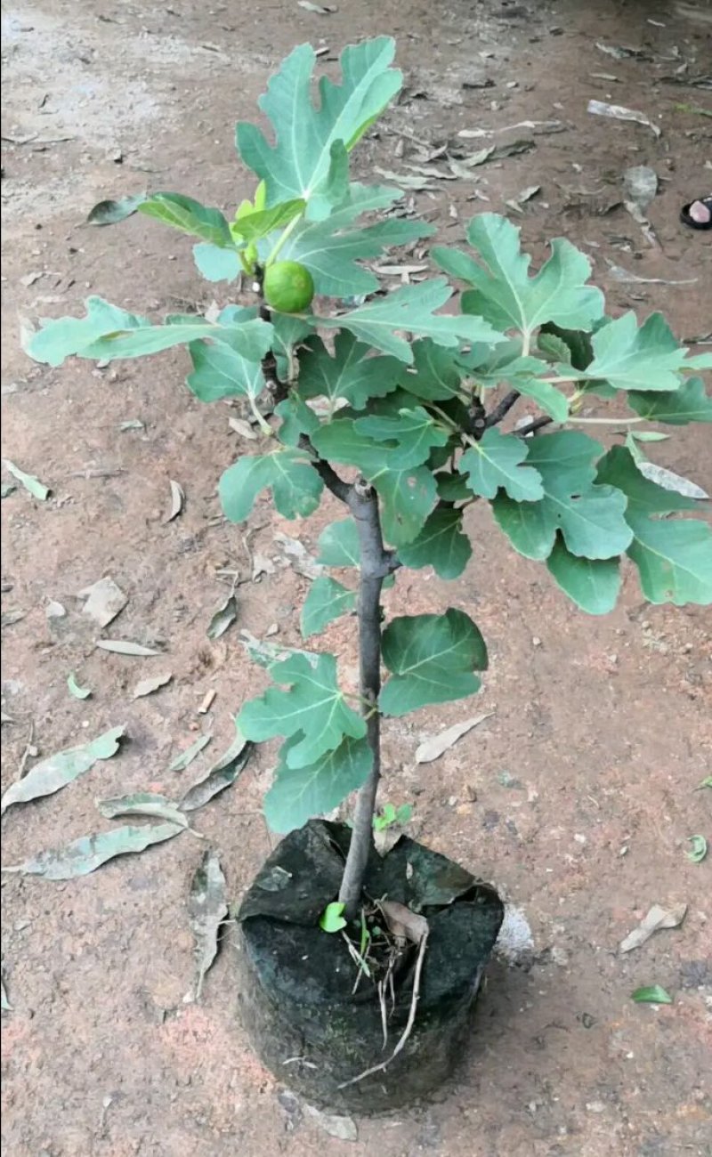 新品种波姬红无花果苗嫁当年结果适合盆栽庭院种植包邮