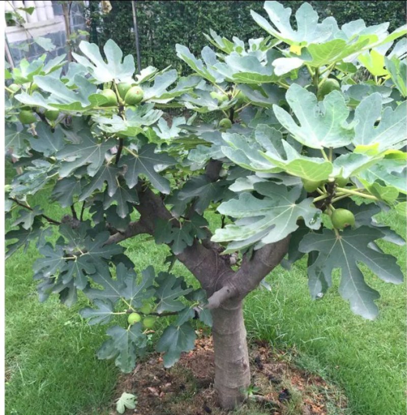 新品种波姬红无花果苗嫁当年结果适合盆栽庭院种植包邮