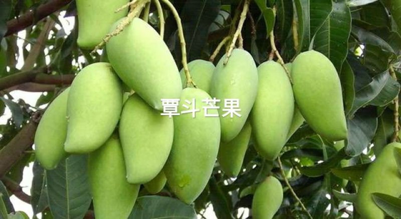 雷州覃斗芒果大量上市好货供应中，果园现摘产地直供香甜可口