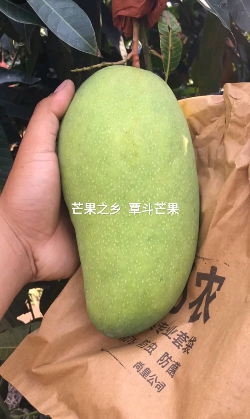 雷州覃斗芒果大量上市好货供应中，果园现摘产地直供香甜可口