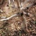 金银花苗八公分的老桩，盆景金品