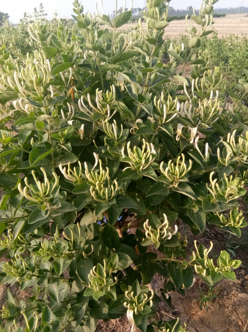 金银花苗八公分的老桩，盆景金品