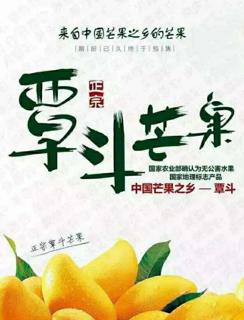 雷州覃斗台农芒果，鸡蛋芒，果园现摘，产地直供。芒果之乡