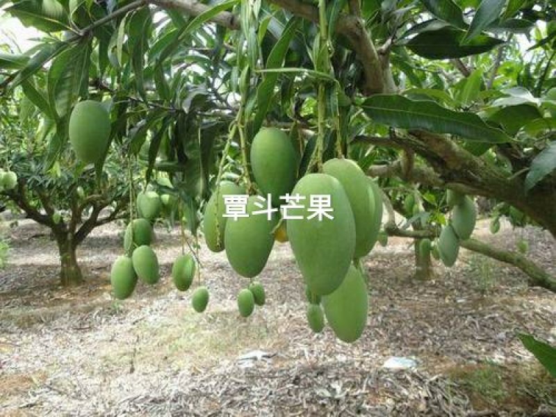 雷州覃斗台农芒果，鸡蛋芒，果园现摘，产地直供。芒果之乡