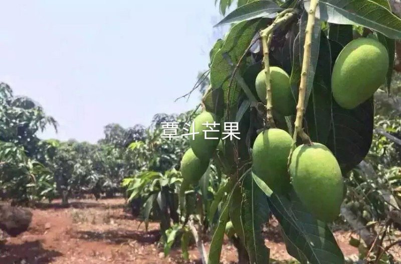 雷州覃斗台农芒果，鸡蛋芒，果园现摘，产地直供。芒果之乡