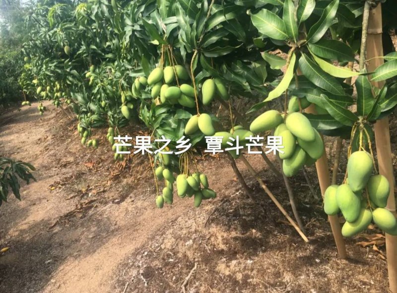 雷州覃斗台农芒果，鸡蛋芒，果园现摘，产地直供。芒果之乡