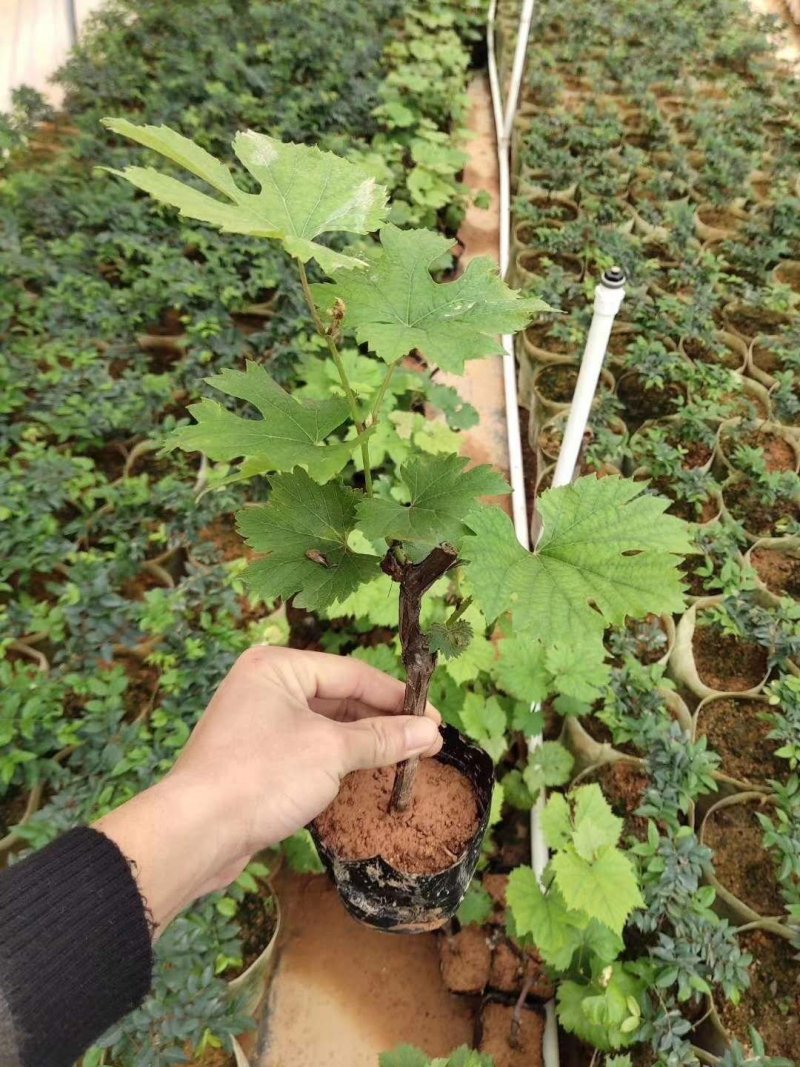 葡萄树苗红堤蓝宝石夏黑巨峰葡萄金手指提子苗四季可种植
