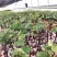 葡萄树苗红堤蓝宝石夏黑巨峰葡萄金手指提子苗四季可种植
