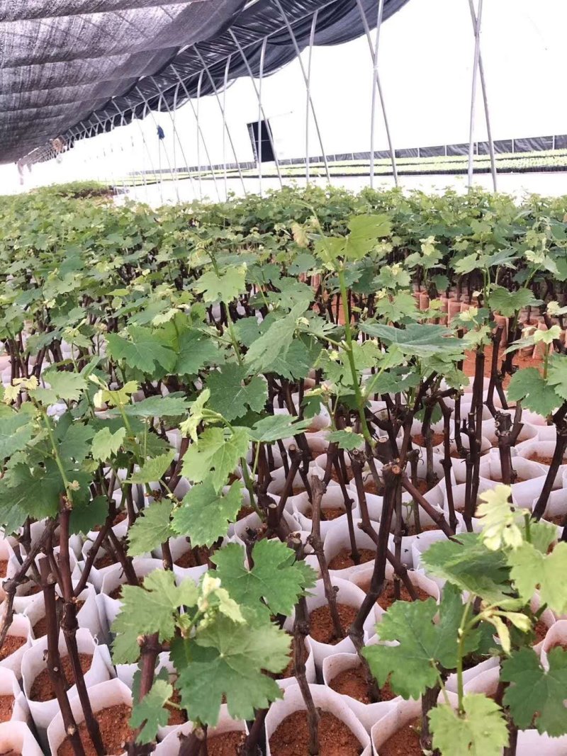 葡萄树苗红堤蓝宝石夏黑巨峰葡萄金手指提子苗四季可种植