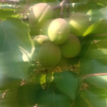 金太阳青杏，面积大，质量好，产地直供不包邮
