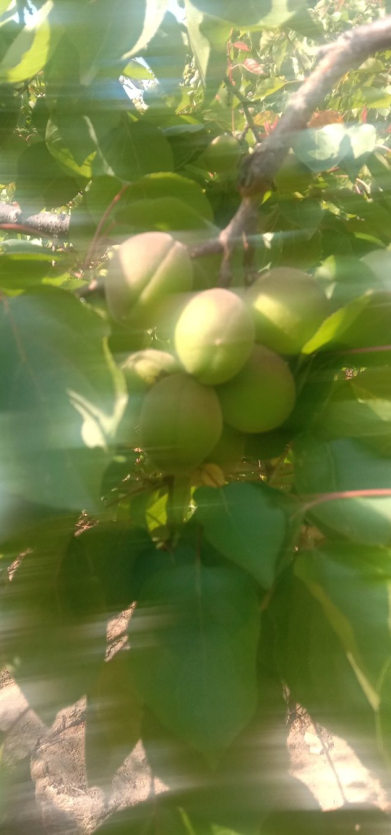 金太阳青杏，面积大，质量好，产地直供不包邮