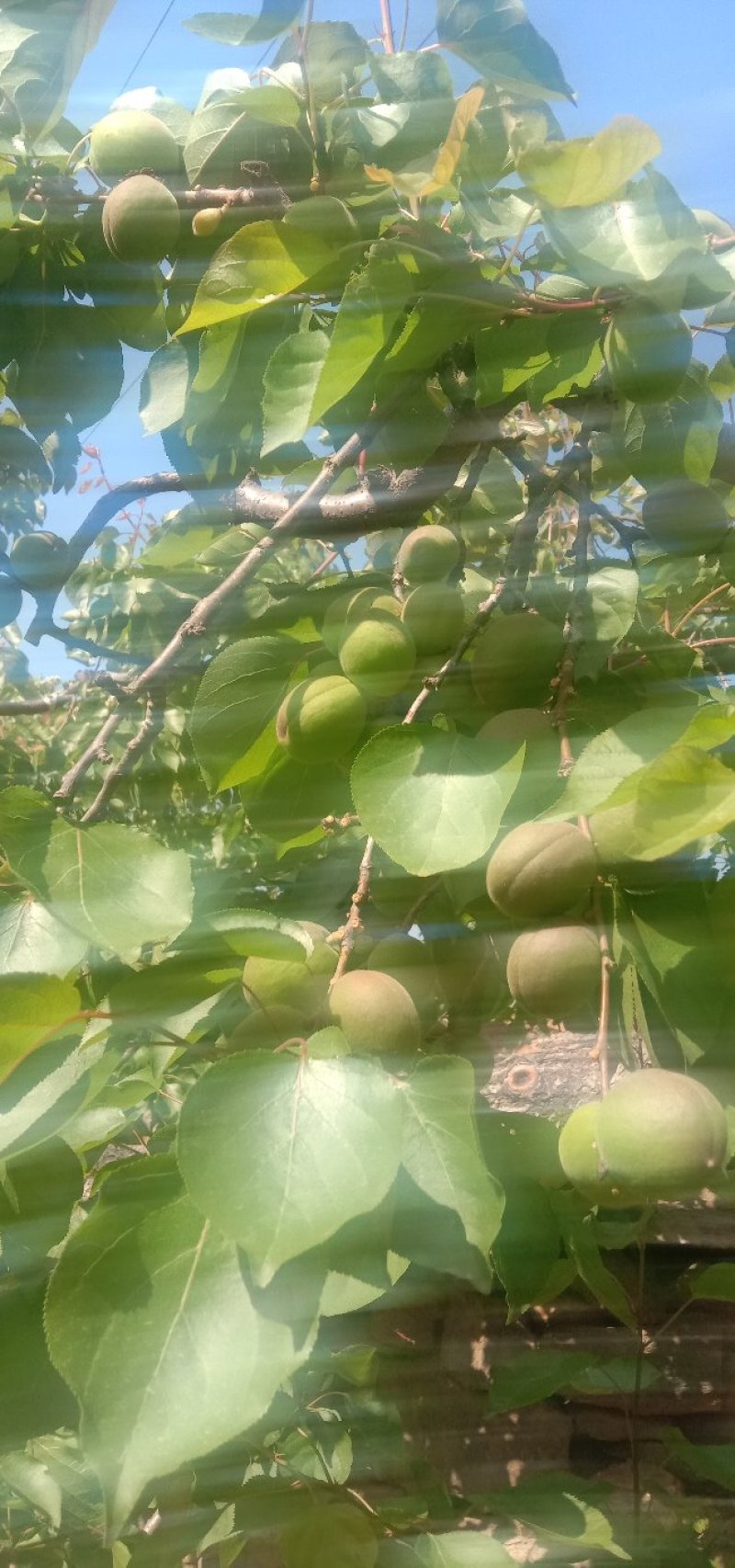 金太阳青杏，面积大，质量好，产地直供不包邮