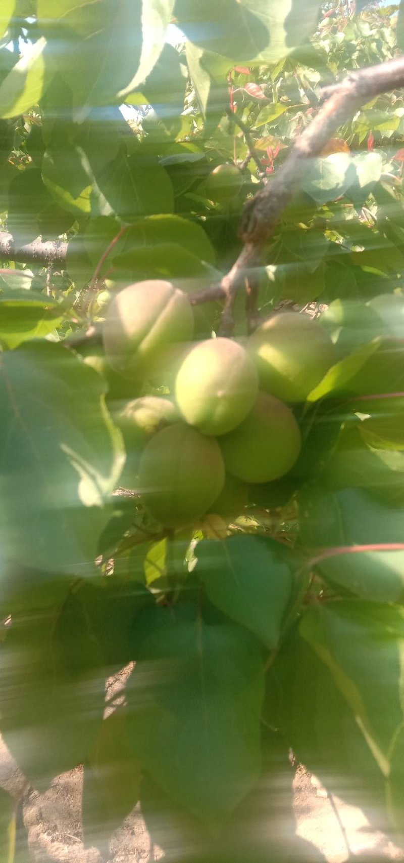 金太阳青杏，面积大，质量好，产地直供不包邮