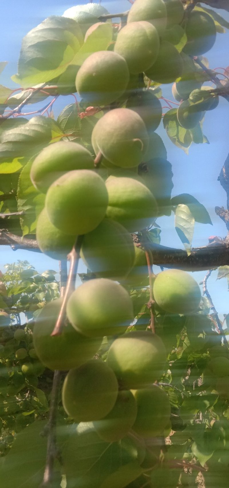 金太阳青杏，面积大，质量好，产地直供不包邮