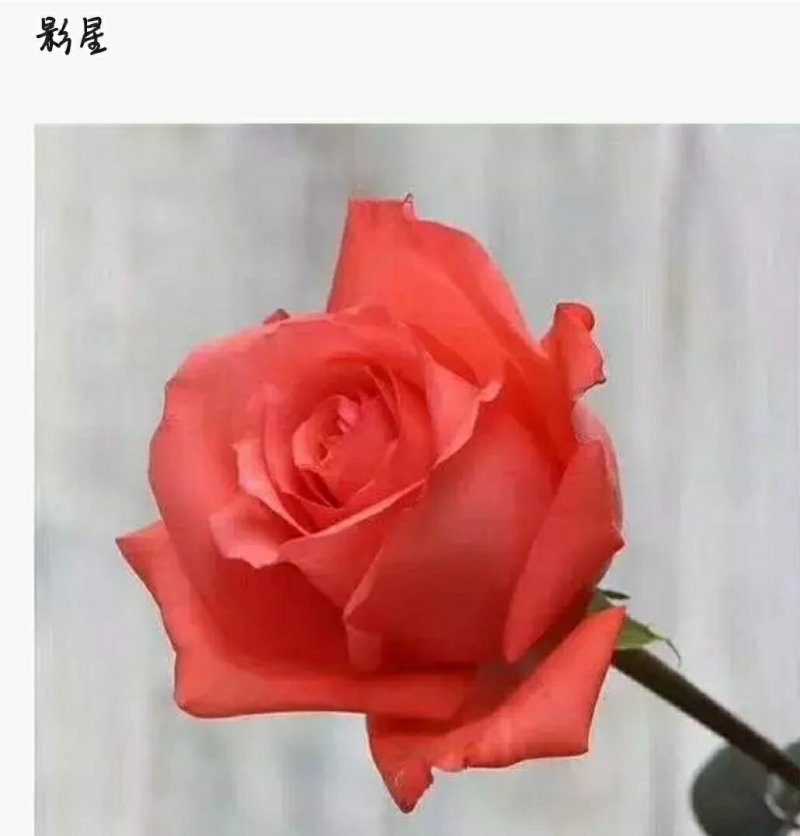 粉色影星玫瑰小苗批发零售