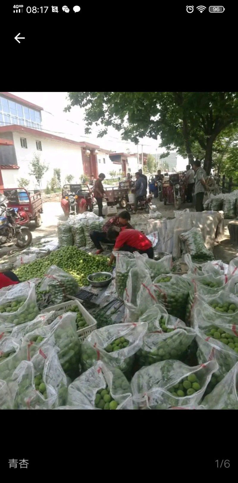 金太阳青杏，面积大，质量好，产地直供不包邮