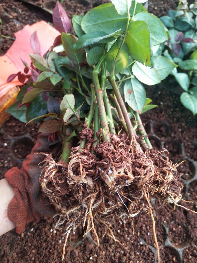 粉色影星玫瑰小苗批发零售