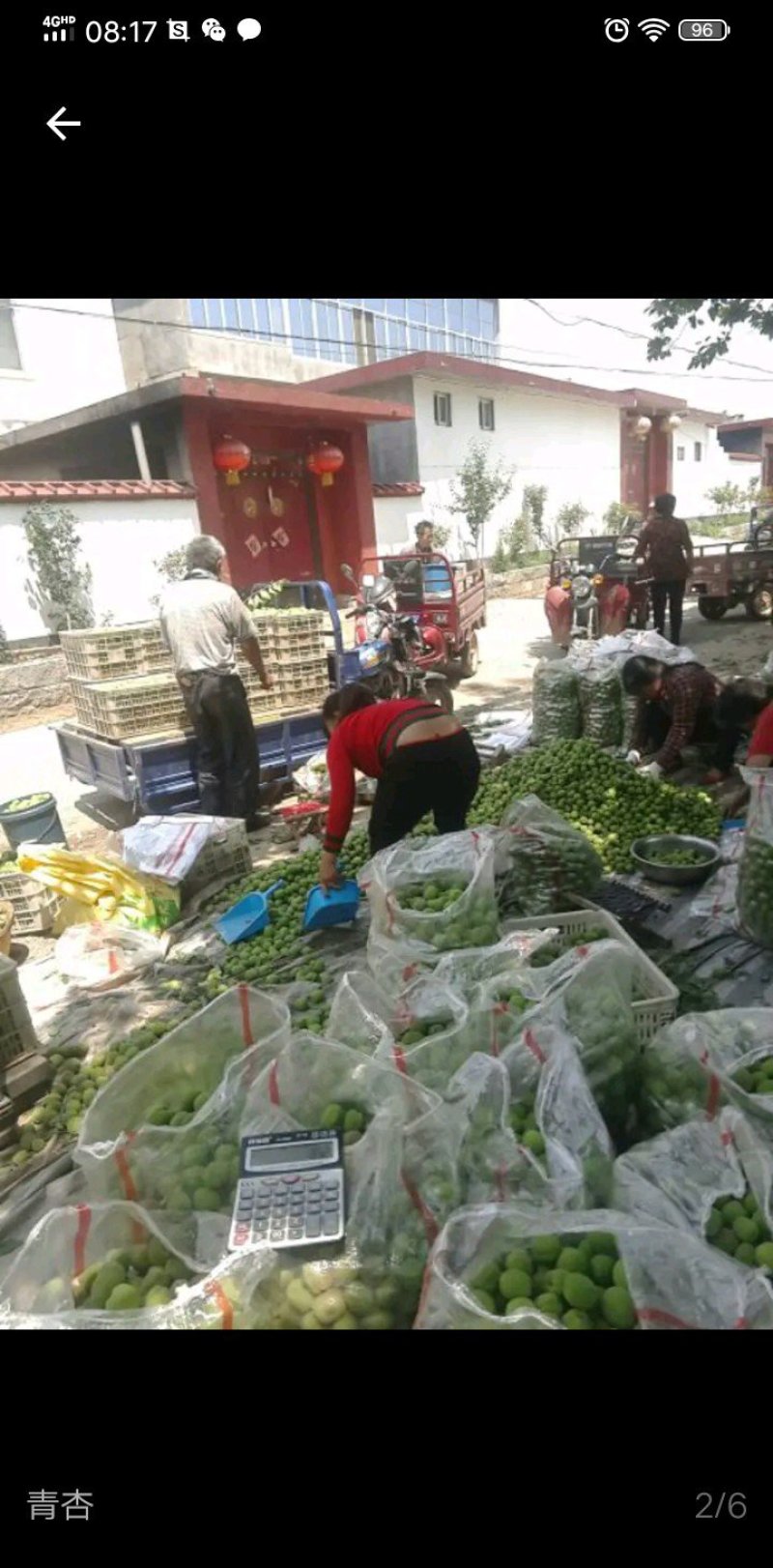 金太阳青杏，面积大，质量好，产地直供不包邮