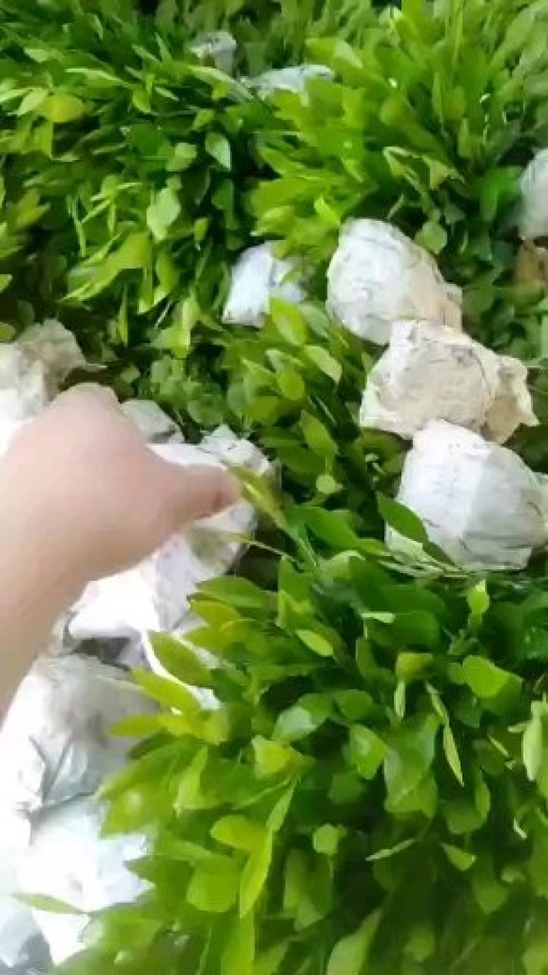 香橙苗、资阳香橙，香橙小苗，软枝香橙苗，软枝香橙大苗