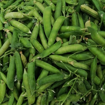 好完豆角