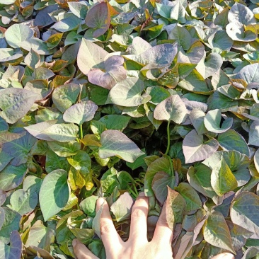 西瓜红红薯
