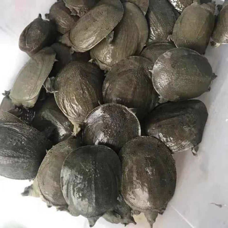 生态养殖甲鱼苗，产地直供，支持线上保障交易