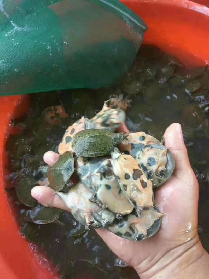 生态养殖甲鱼苗，产地直供，支持线上保障交易