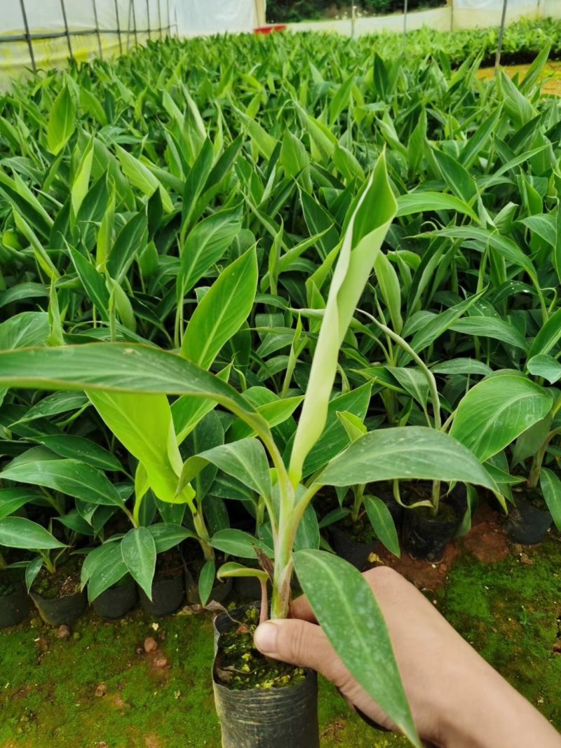 新品种红香蕉苗皇帝蕉矮化蕉芭蕉西贡蕉粉蕉南方果树苗木盆栽